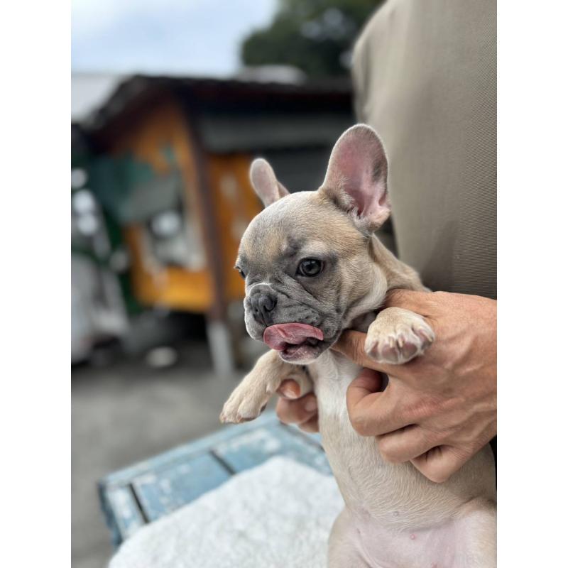 販売中の愛媛県のフレンチブルドッグ-409661の5枚目