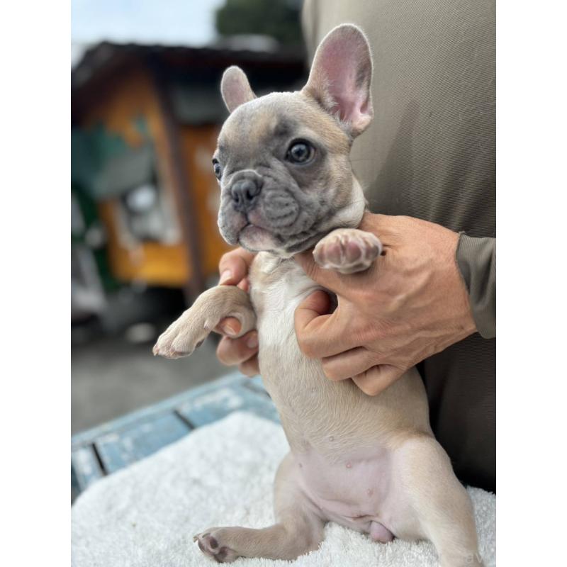 販売中の愛媛県のフレンチブルドッグ-409661の4枚目