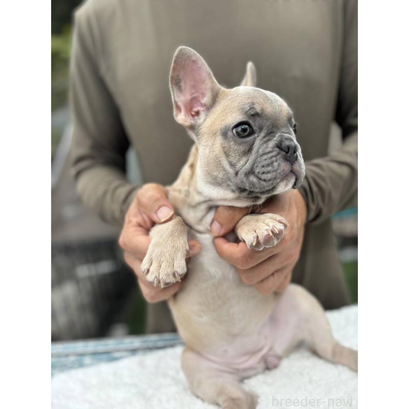 販売中の愛媛県のフレンチブルドッグ-409661の3枚目
