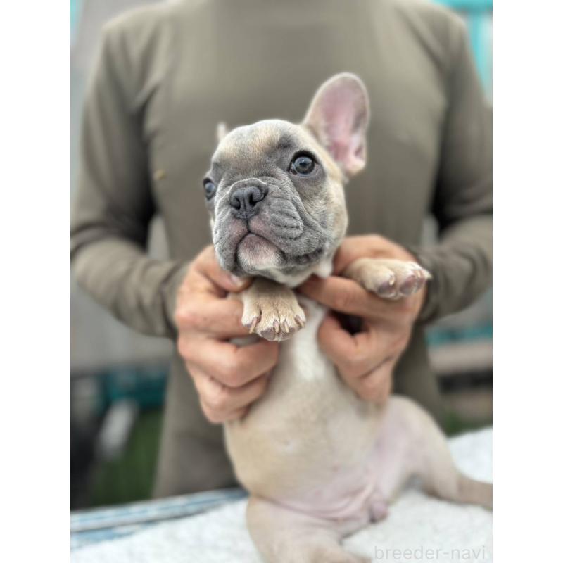 販売中の愛媛県のフレンチブルドッグ-409661の2枚目