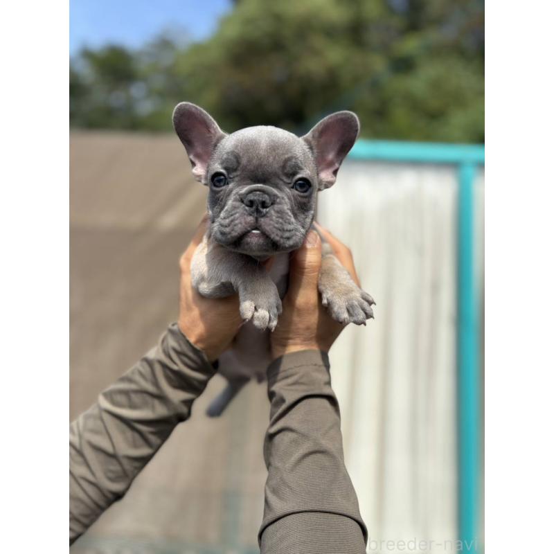 成約済の愛媛県のフレンチブルドッグ-415671の3枚目