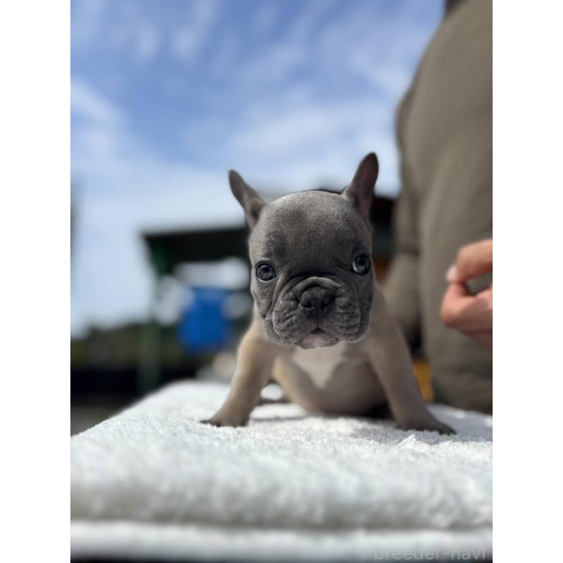 成約済の愛媛県のフレンチブルドッグ-415671の2枚目