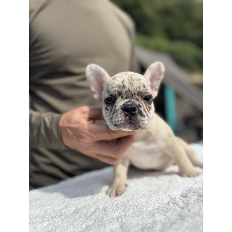 販売中の愛媛県のフレンチブルドッグ-415664の7枚目