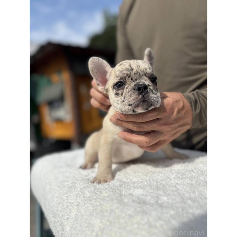販売中の愛媛県のフレンチブルドッグ-415664の6枚目