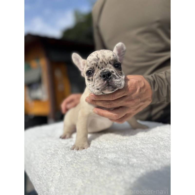 販売中の愛媛県のフレンチブルドッグ-415664の1枚目