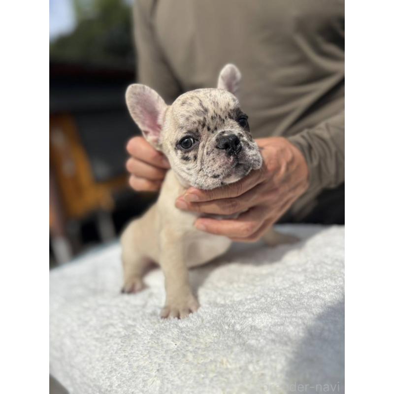 販売中の愛媛県のフレンチブルドッグ-415664の5枚目