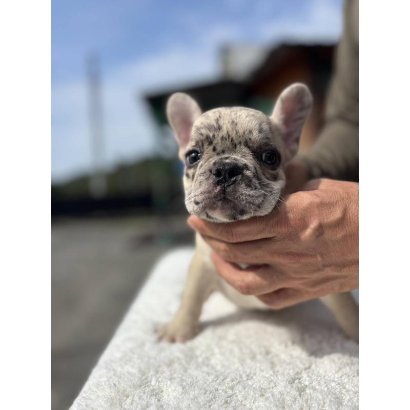 販売中の愛媛県のフレンチブルドッグ-415664の4枚目