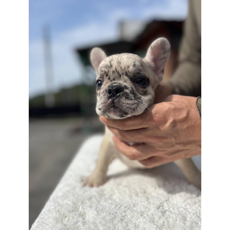 販売中の愛媛県のフレンチブルドッグ-415664の3枚目