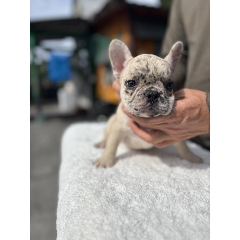 販売中の愛媛県のフレンチブルドッグ-415664の2枚目