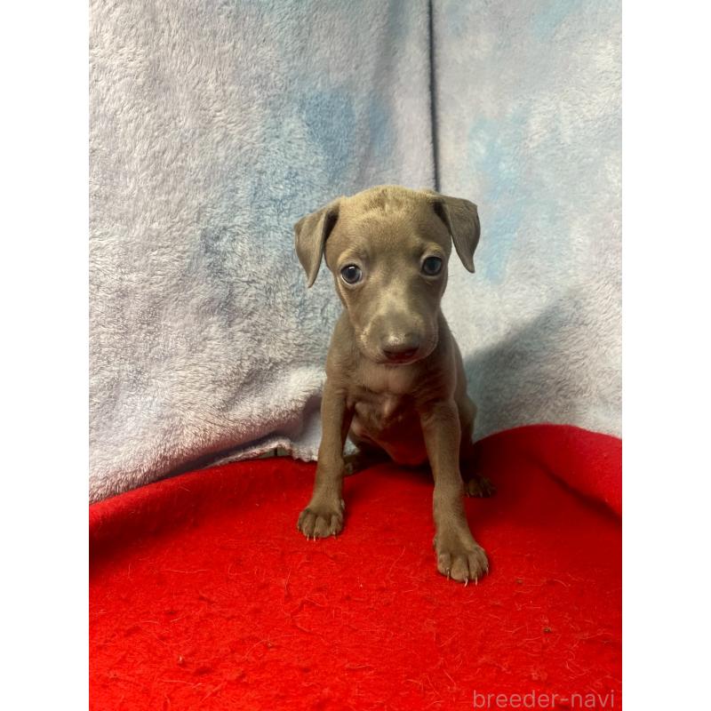 販売中の佐賀県のイタリアングレーハウンド(イタグレ)-418196の2枚目