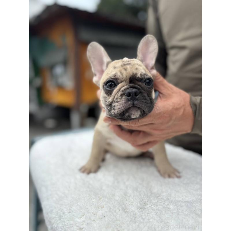 成約済の愛媛県のフレンチブルドッグ-415568の9枚目