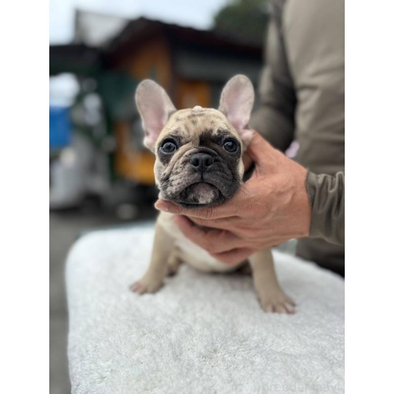 成約済の愛媛県のフレンチブルドッグ-415568の1枚目