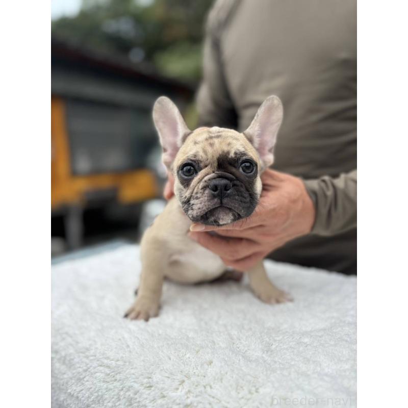 成約済の愛媛県のフレンチブルドッグ-415568の7枚目