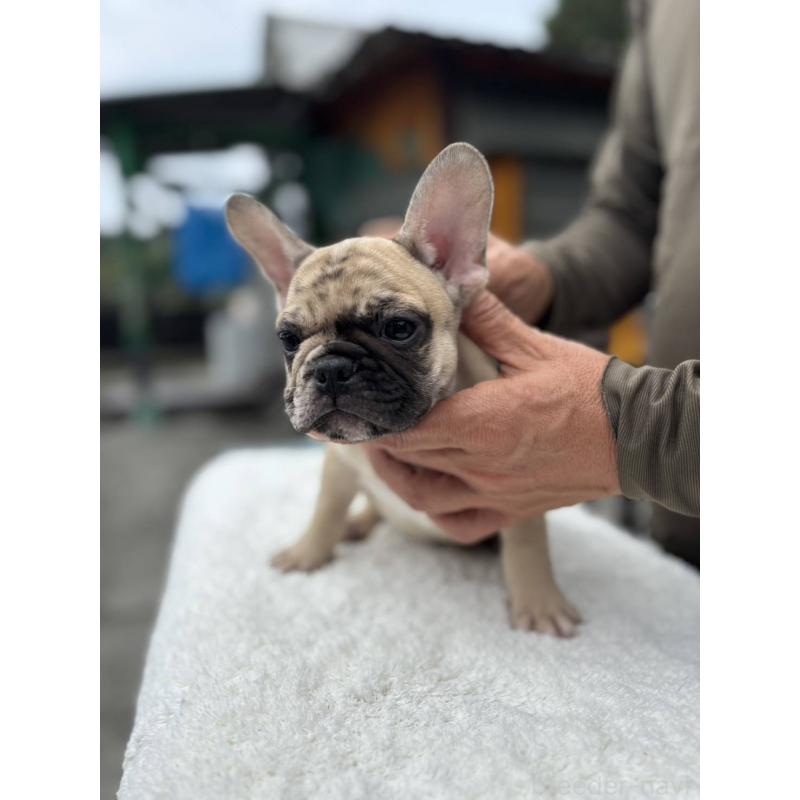成約済の愛媛県のフレンチブルドッグ-415568の6枚目