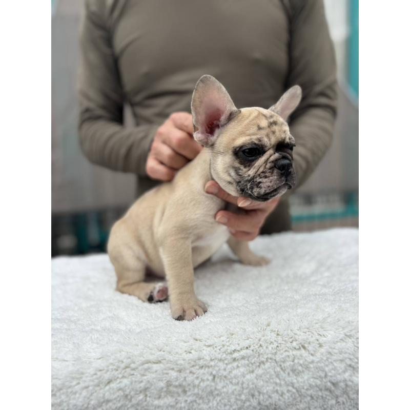 成約済の愛媛県のフレンチブルドッグ-415568の5枚目