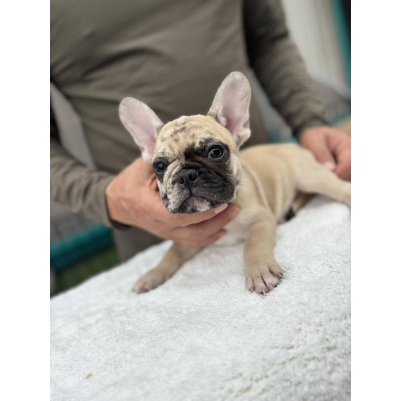 成約済の愛媛県のフレンチブルドッグ-415568の3枚目