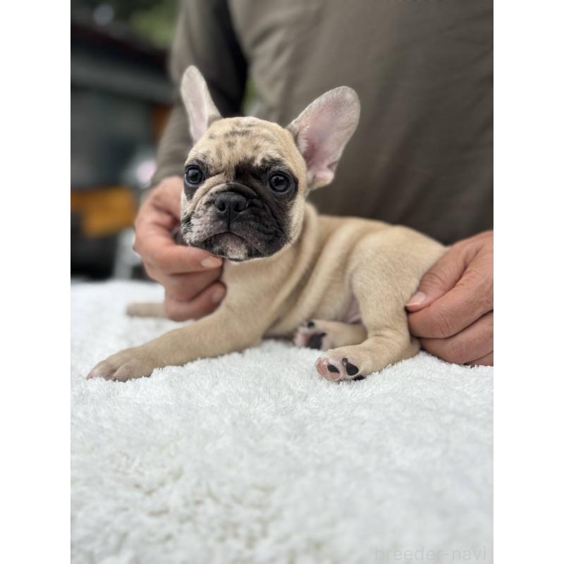 成約済の愛媛県のフレンチブルドッグ-415568の2枚目