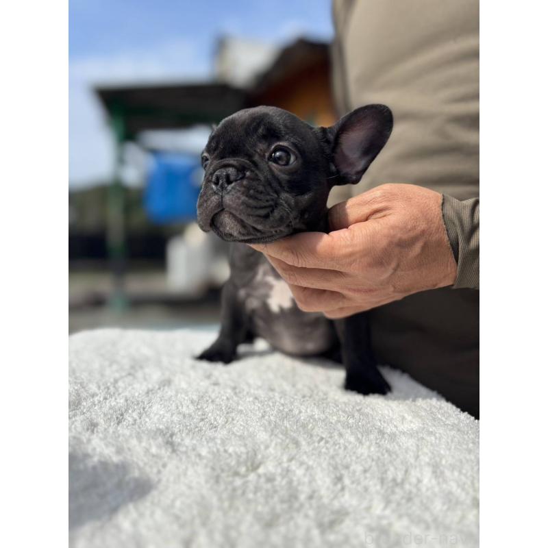 販売中の愛媛県のフレンチブルドッグ-415686の6枚目
