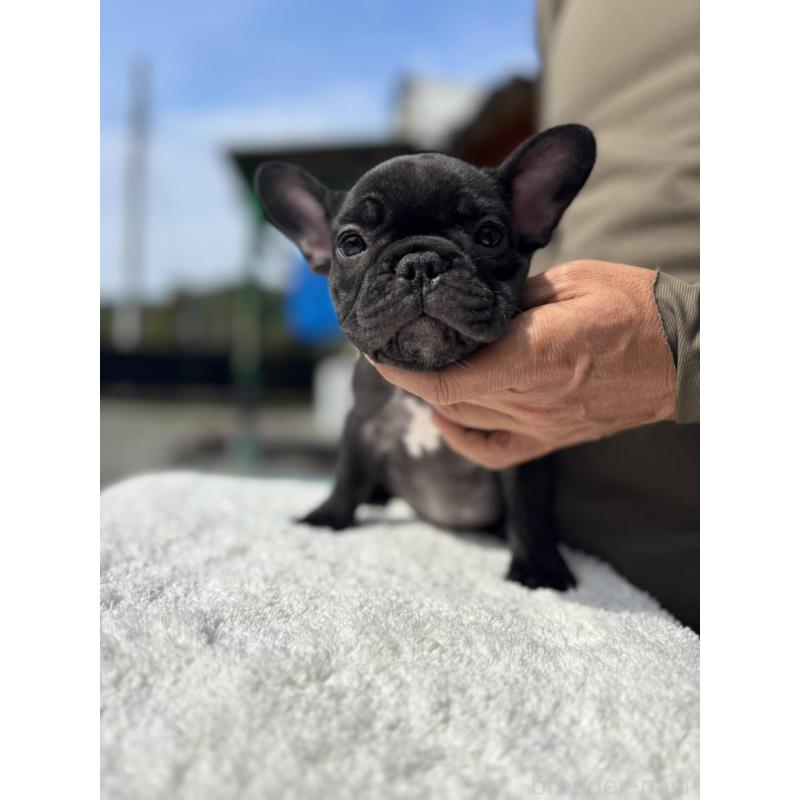 販売中の愛媛県のフレンチブルドッグ-415686の7枚目