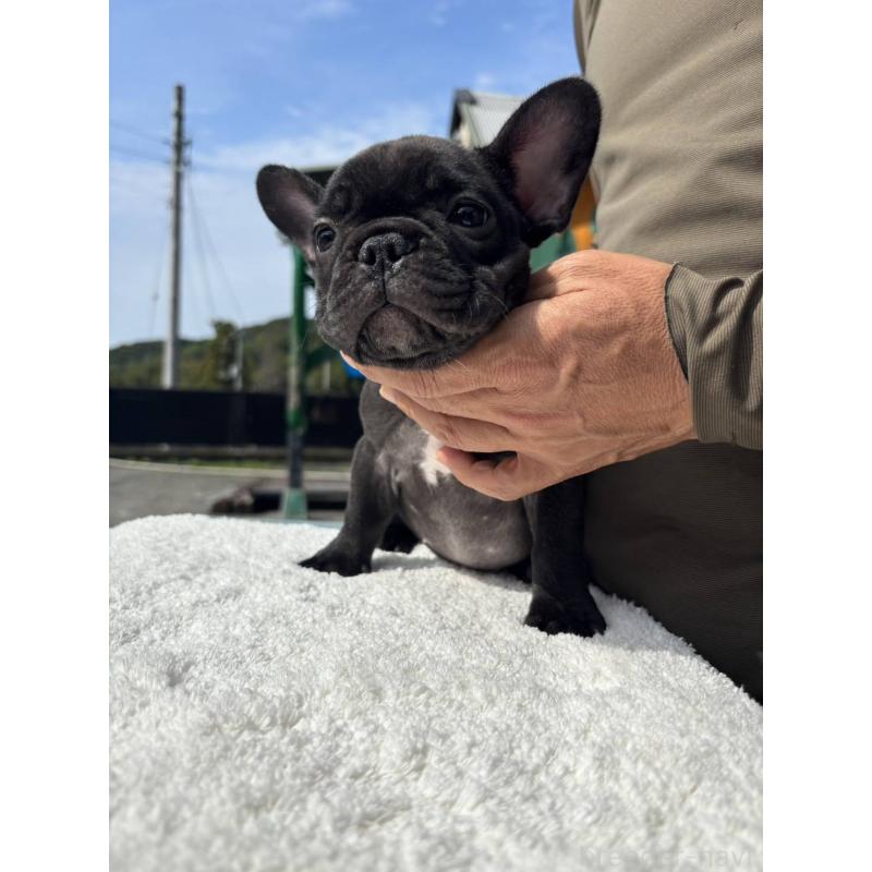 販売中の愛媛県のフレンチブルドッグ-415686の5枚目