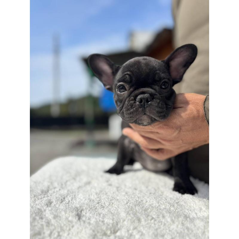 販売中の愛媛県のフレンチブルドッグ-415686の4枚目