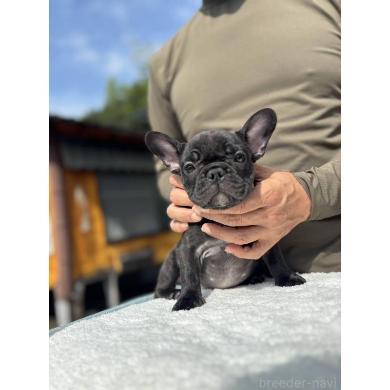 販売中の愛媛県のフレンチブルドッグ-415686の3枚目