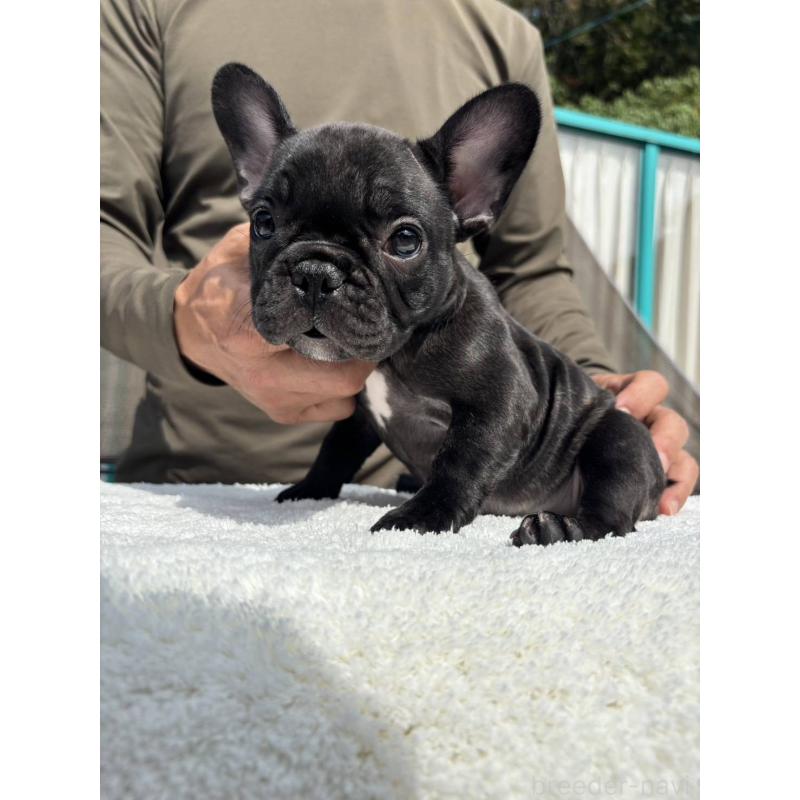 販売中の愛媛県のフレンチブルドッグ-415686の2枚目