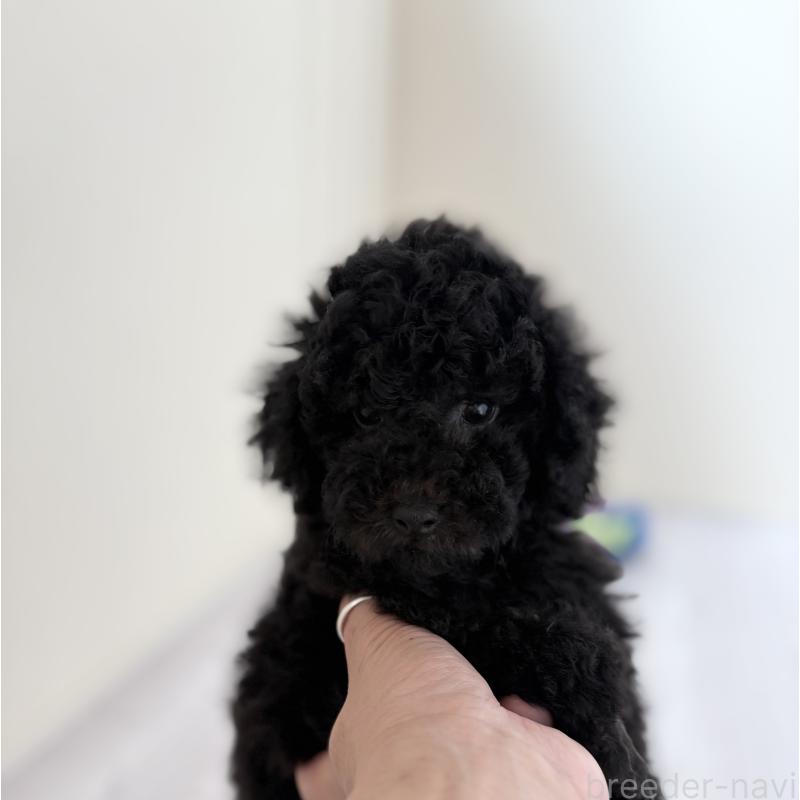 販売中の愛知県のトイプードル-416456の4枚目