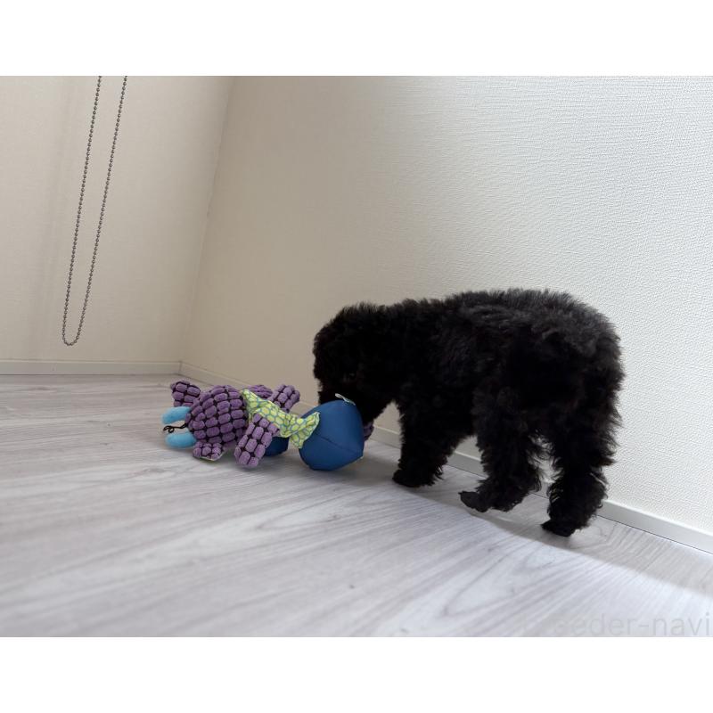 販売中の愛知県のトイプードル-416456の3枚目