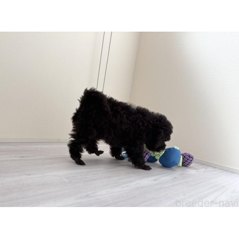 販売中の愛知県のトイプードル-416456の2枚目