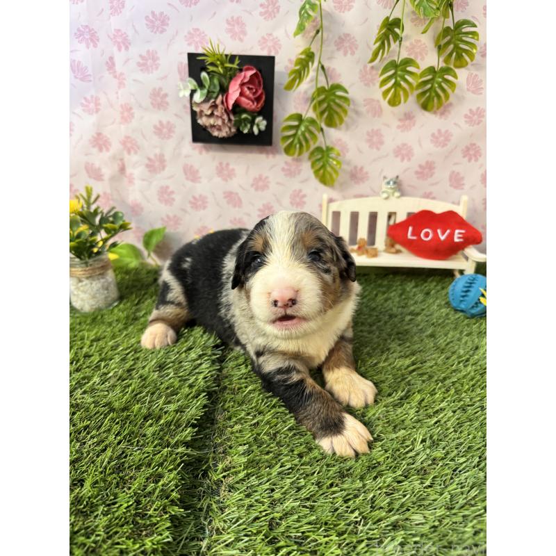 販売中の静岡県のミックス犬-420973の8枚目