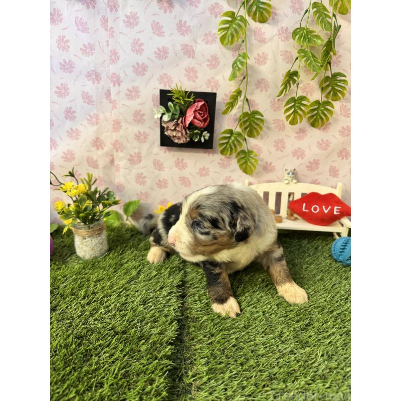 販売中の静岡県のミックス犬-420973の7枚目