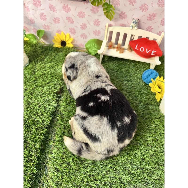 販売中の静岡県のミックス犬-420973の6枚目