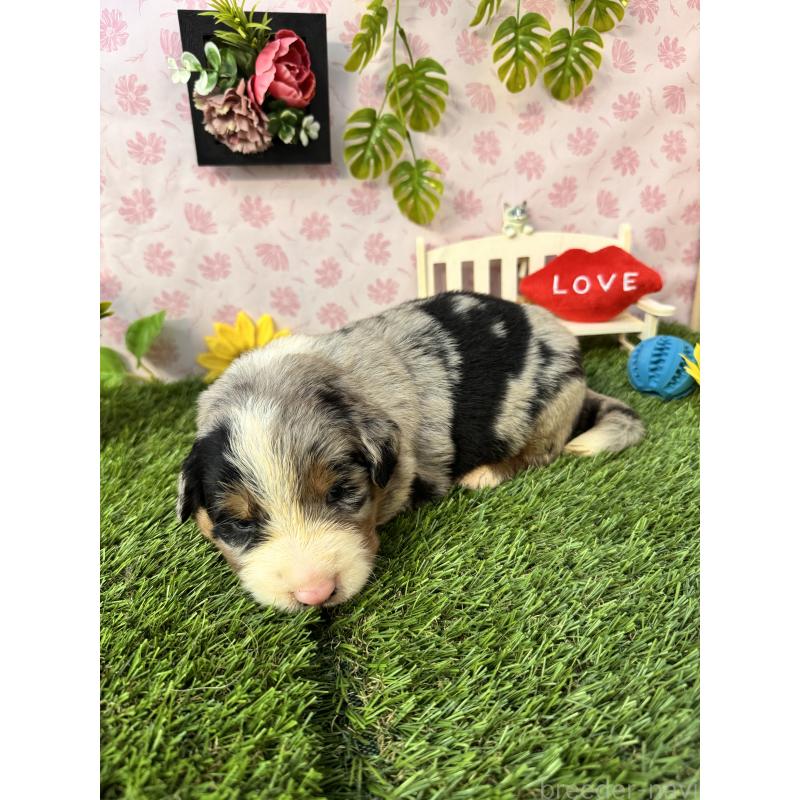 販売中の静岡県のミックス犬-420973の5枚目