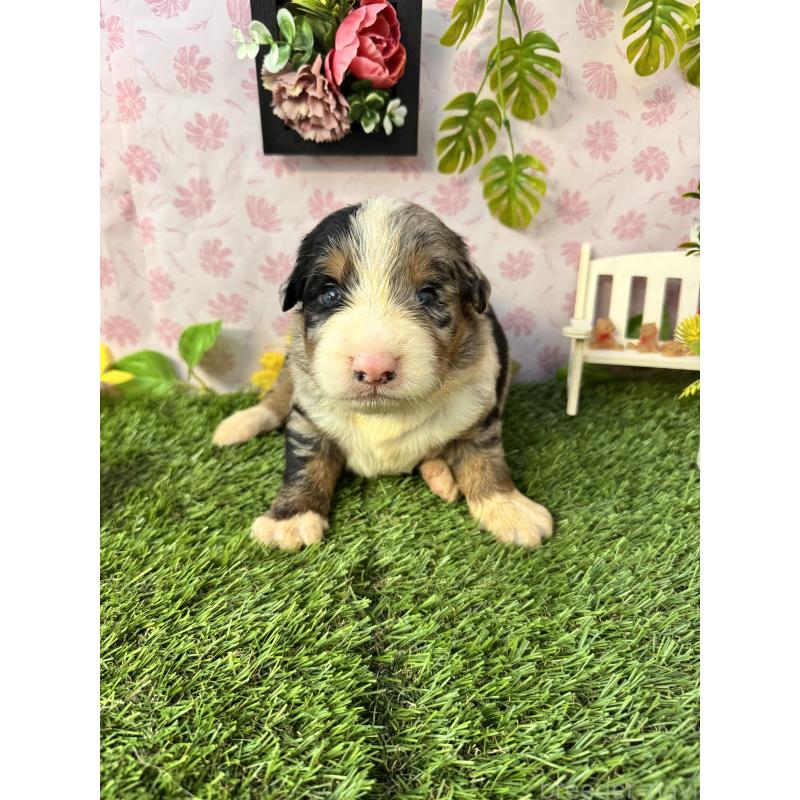 販売中の静岡県のミックス犬-420973の4枚目