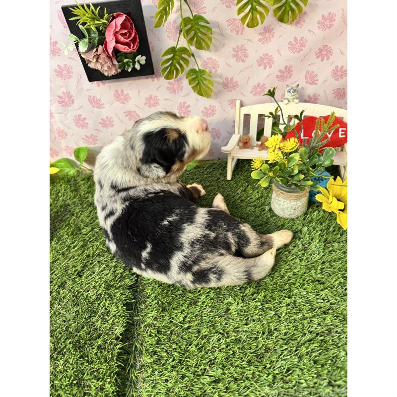 販売中の静岡県のミックス犬-420973の3枚目