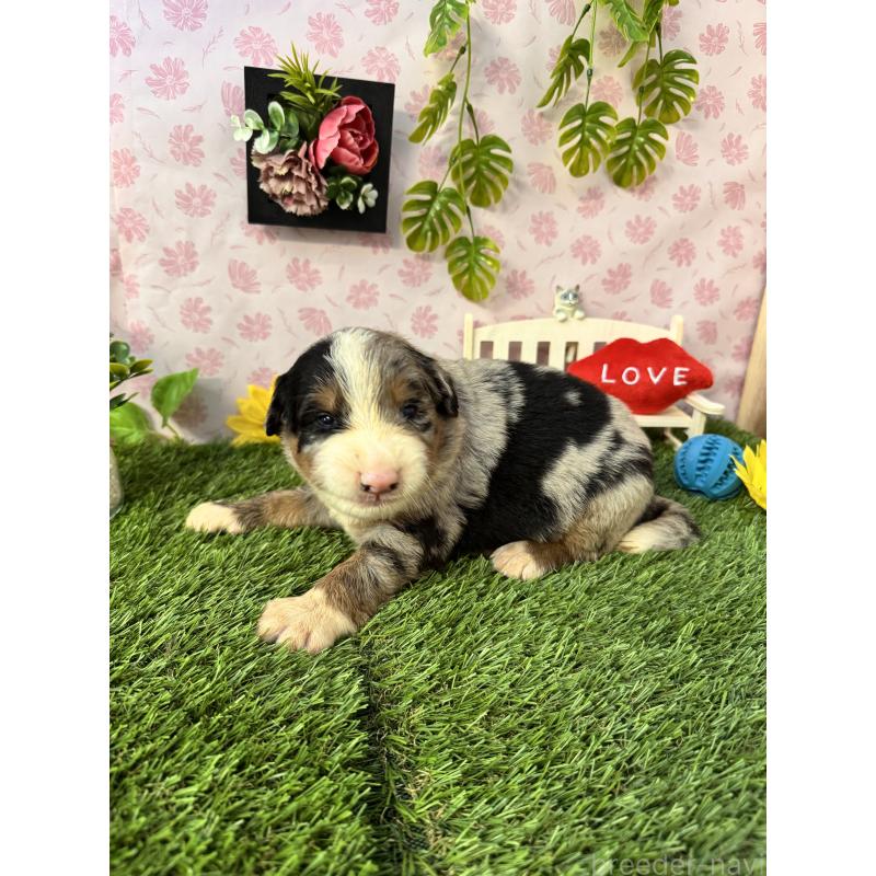 販売中の静岡県のミックス犬-420973の2枚目