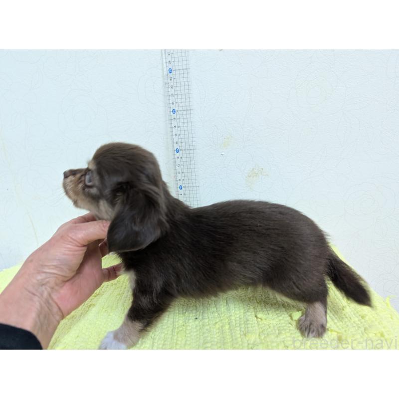 販売中の宮崎県のチワックス:チワワ×ミニチュアダックスフンド-420978の5枚目