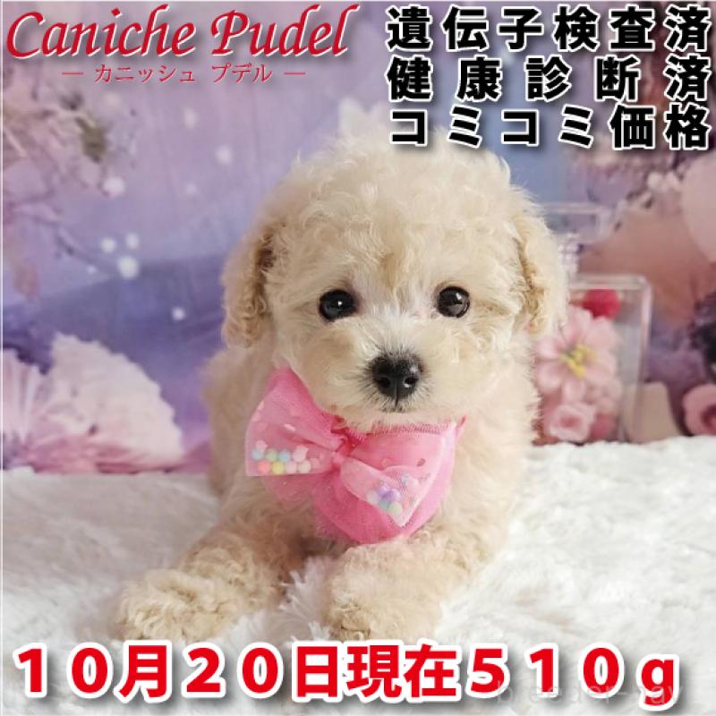 販売中の岐阜県のタイニープードル-417849
