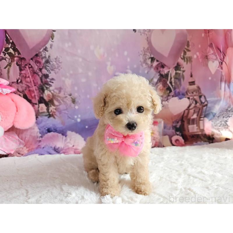 成約済の岐阜県のタイニープードル-417849の16枚目