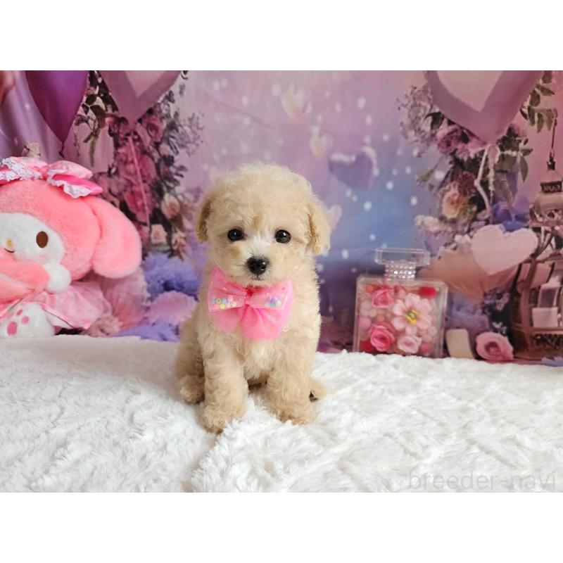 成約済の岐阜県のタイニープードル-417849の14枚目