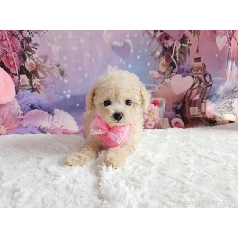 成約済の岐阜県のタイニープードル-417849の13枚目