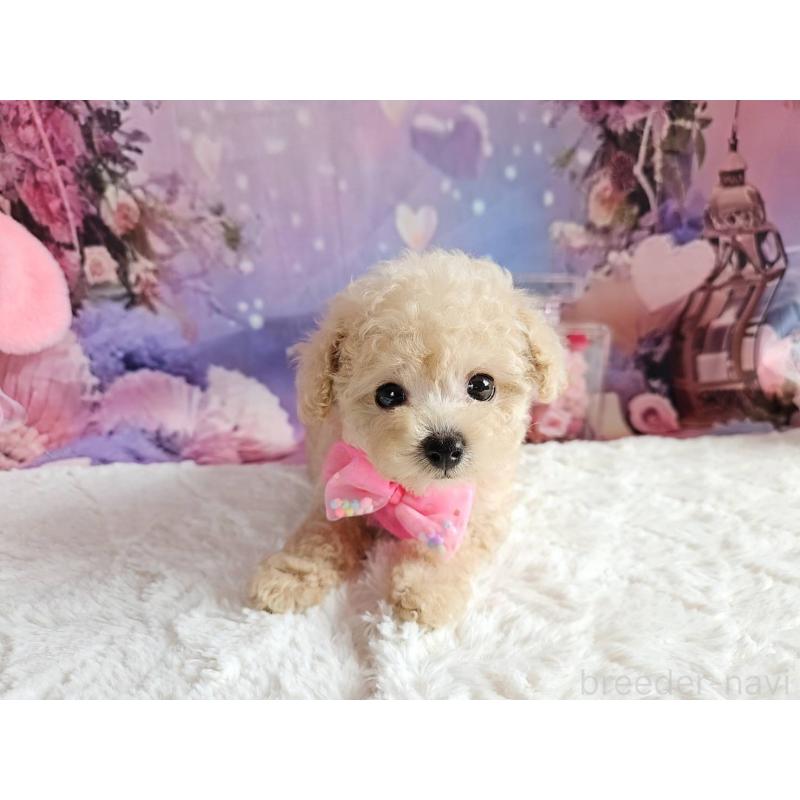 成約済の岐阜県のタイニープードル-417849の12枚目