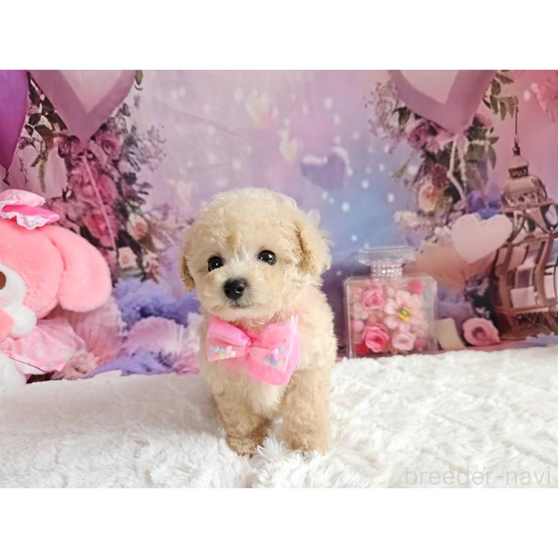 成約済の岐阜県のタイニープードル-417849の11枚目