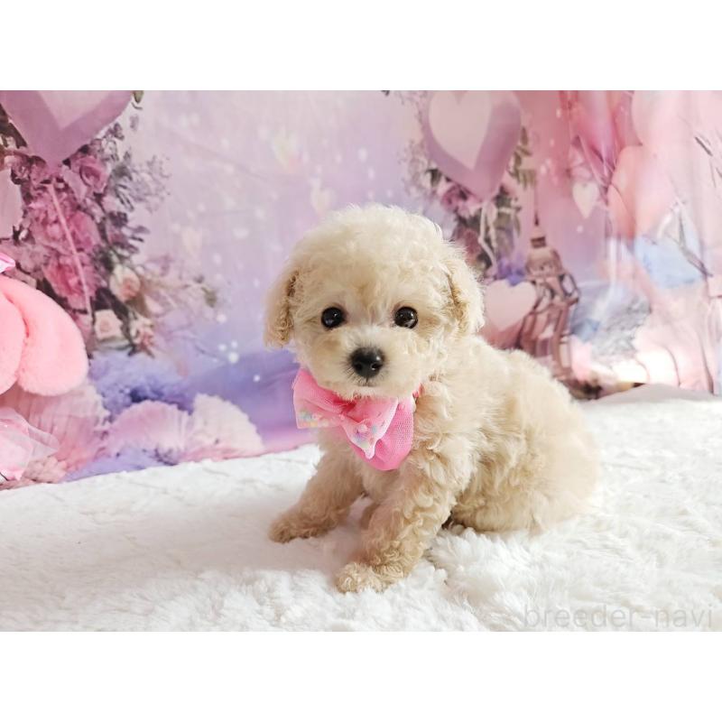 成約済の岐阜県のタイニープードル-417849の10枚目