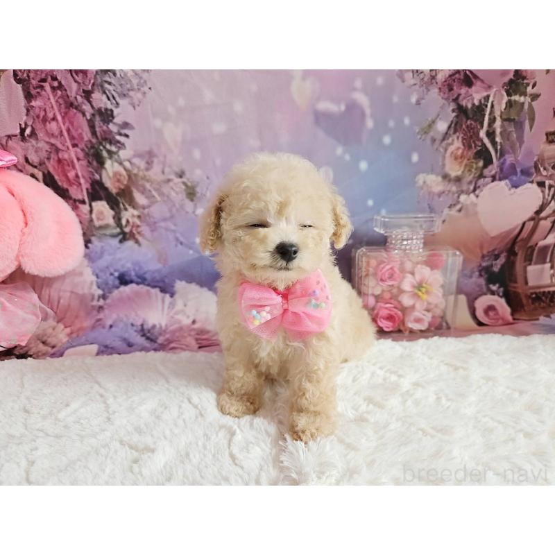 成約済の岐阜県のタイニープードル-417849の9枚目