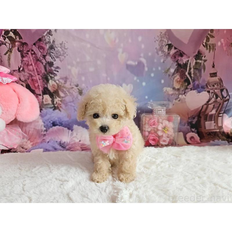 成約済の岐阜県のタイニープードル-417849の8枚目