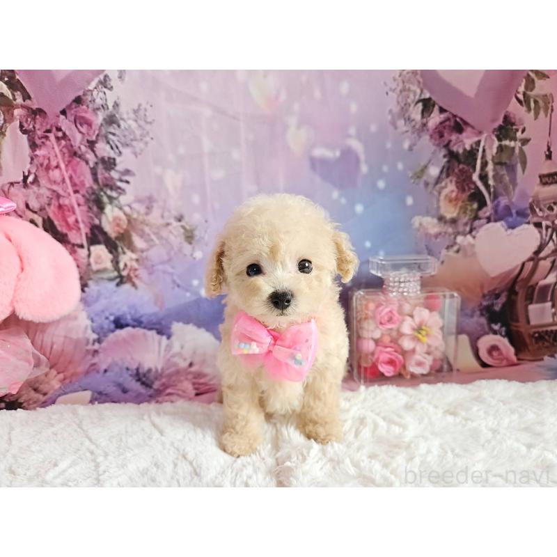 成約済の岐阜県のタイニープードル-417849の7枚目