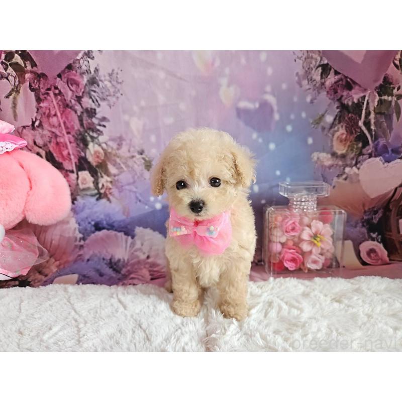 成約済の岐阜県のタイニープードル-417849の6枚目