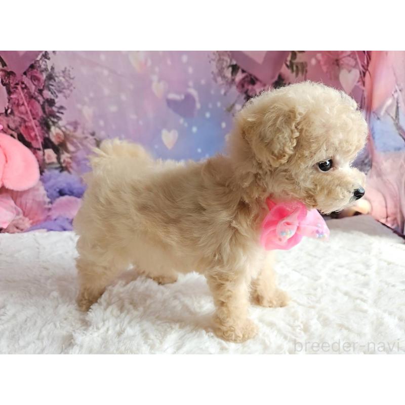 成約済の岐阜県のタイニープードル-417849の5枚目